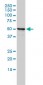 NPEPL1 Antibody (monoclonal) (M01)